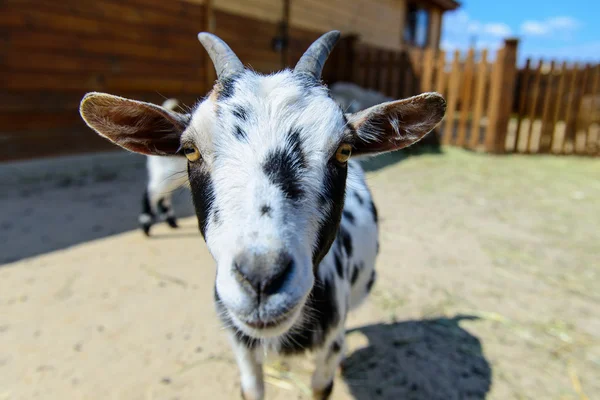 Spotted goat farm animal — Stock Photo, Image