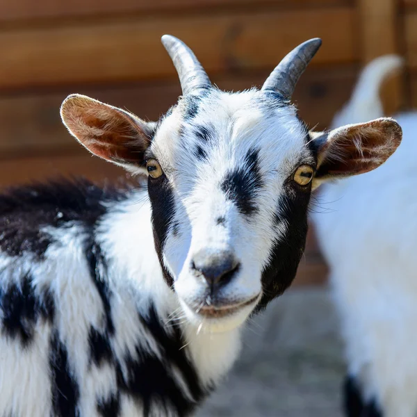 Animal de granja de cabra manchado — Foto de Stock