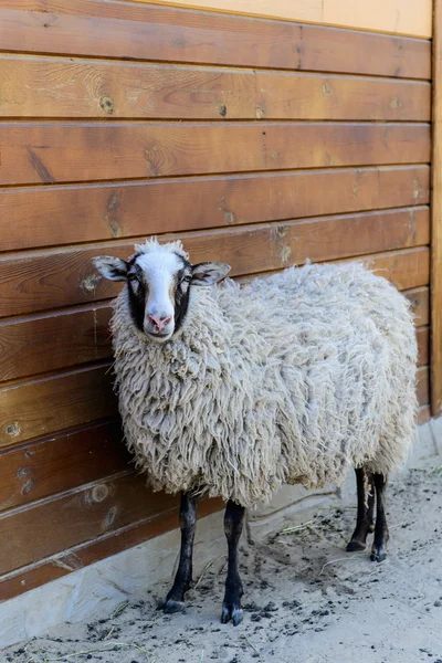 Fehér bárány haszonállat — Stock Fotó