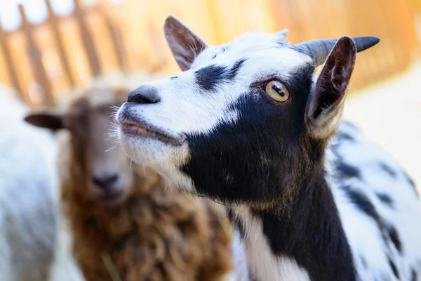 Spotted goat farm animal — Stock Photo, Image