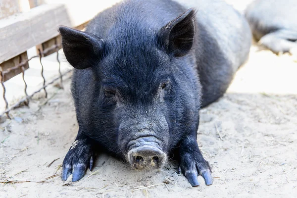Cerdo negro animal — Foto de Stock