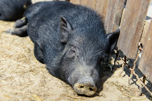 Cerdo negro animal — Foto de Stock
