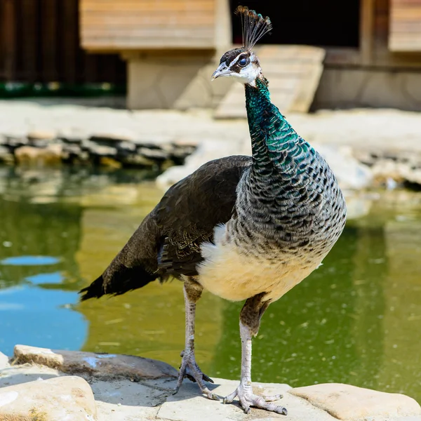 kuş tavus kuşu erkek