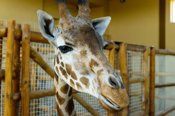 African giraffe exotic animal — Stock Photo, Image