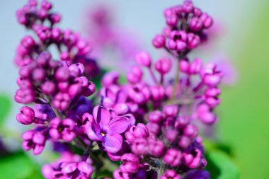 Baharda leylak çiçekleri