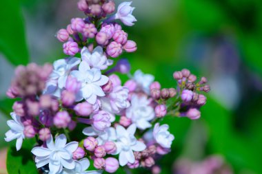 Baharda leylak çiçekleri