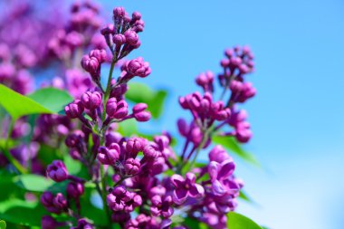 Baharda leylak çiçekleri