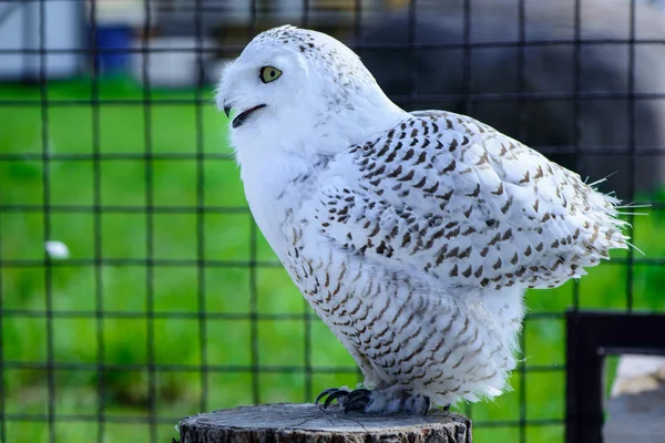 Bird vit Uggla — Stockfoto