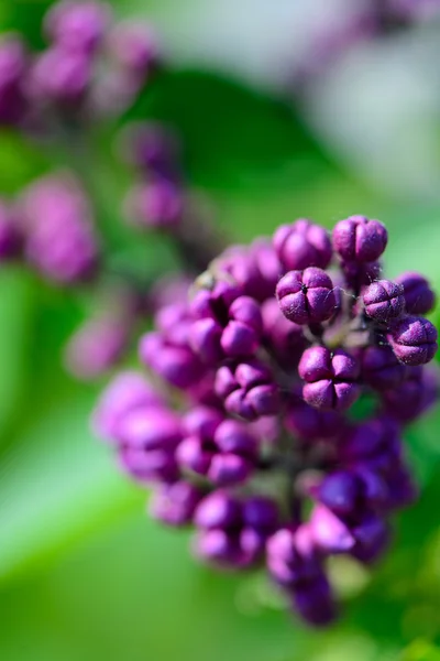 Lilac květiny na jaře — Stock fotografie