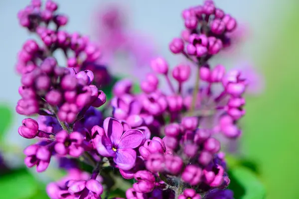 Baharda leylak çiçekleri