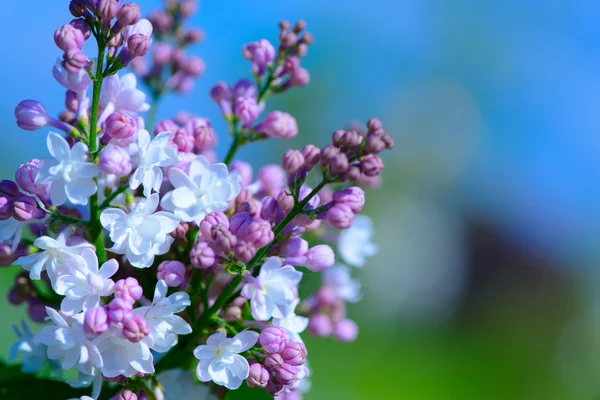 Baharda leylak çiçekleri