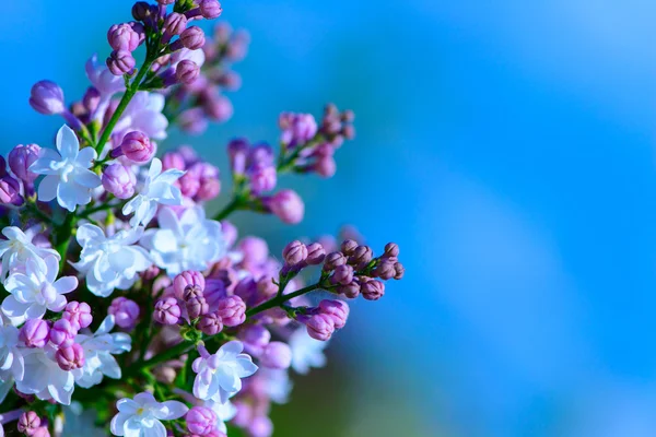 Baharda leylak çiçekleri
