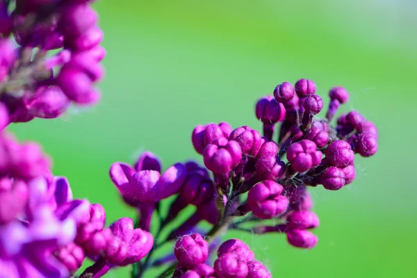 Baharda leylak çiçekleri