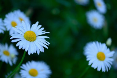 Beyaz papatya çiçekleri