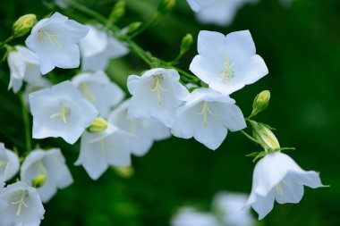 beyaz çiçekler arka plan