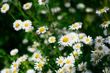 Beyaz papatya çiçekleri