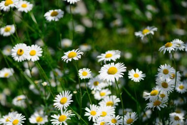 Beyaz papatya çiçekleri