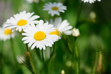 Beyaz papatya çiçekleri