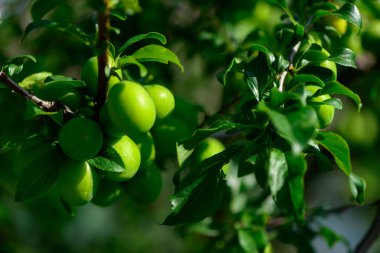 olgunlaşmamış genç yeşil erik