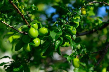 olgunlaşmamış genç yeşil erik