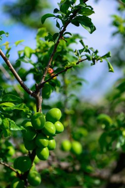 olgunlaşmamış genç yeşil erik