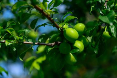 olgunlaşmamış genç yeşil erik