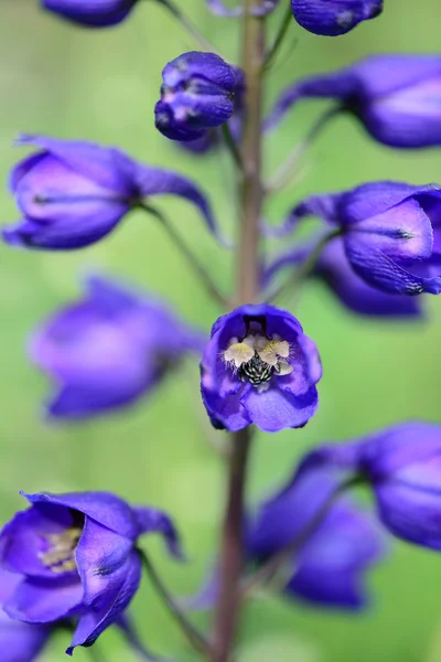 Mavi çiçekler arka plan — Stok fotoğraf