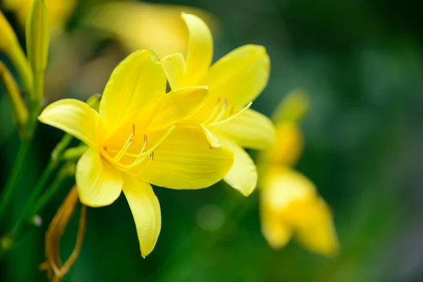 Pozadí žluté květy — Stock fotografie