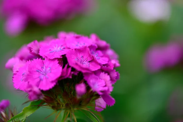 Růžové květy pozadí — Stock fotografie