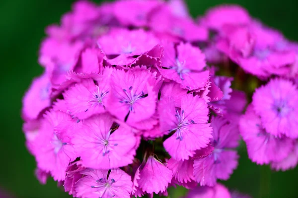 Rosa blommor bakgrund — Stockfoto