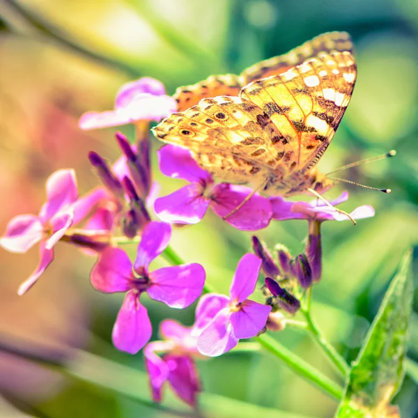 꽃에 나비 — 스톡 사진