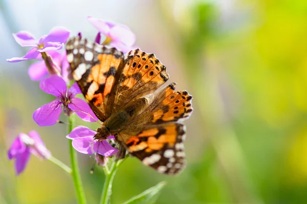 Schmetterling auf Blume — Stockfoto