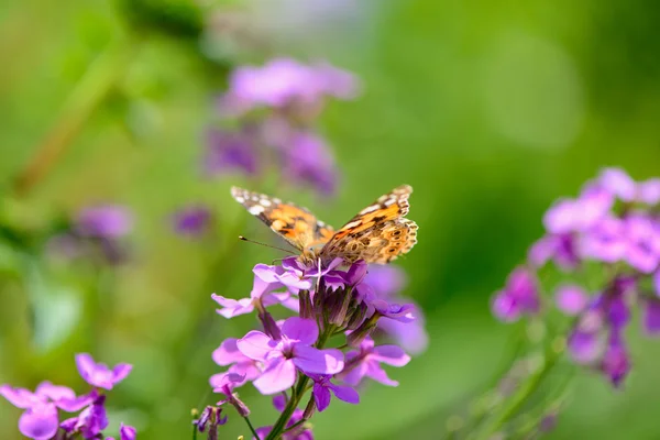 Schmetterling auf Blume — Stockfoto