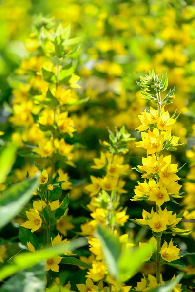 Fiori gialli sfondo — Foto Stock