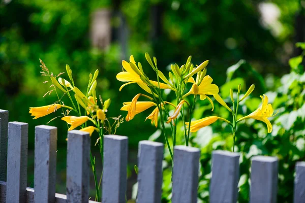 Flores amarelas perto de cerca de madeira — Fotografia de Stock
