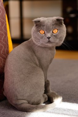 İskoç Fold kedi kısa kesilmiş