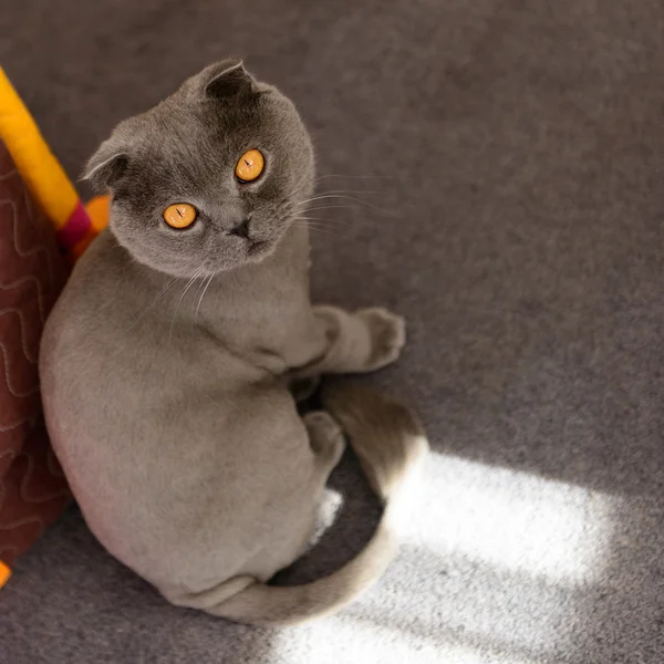 Escocês Dobre gato bobbed — Fotografia de Stock