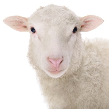 sheep isolated on white clipart
