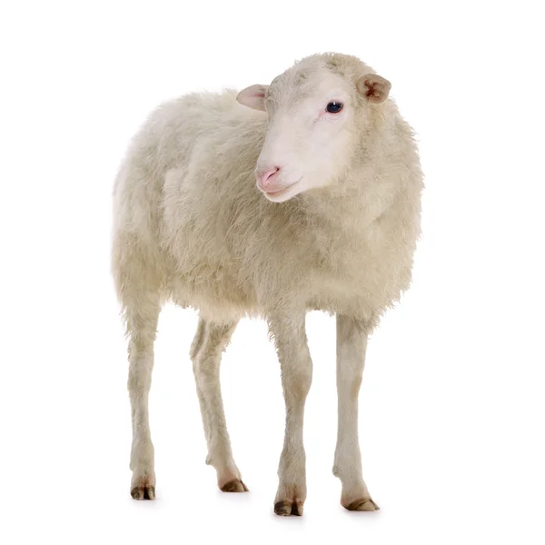 Elszigetelt fehér juh — Stock Fotó