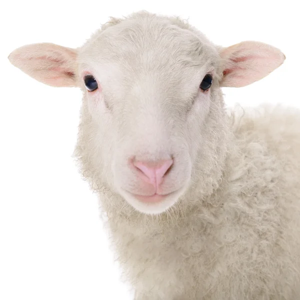 Schapen geïsoleerd op wit — Stockfoto