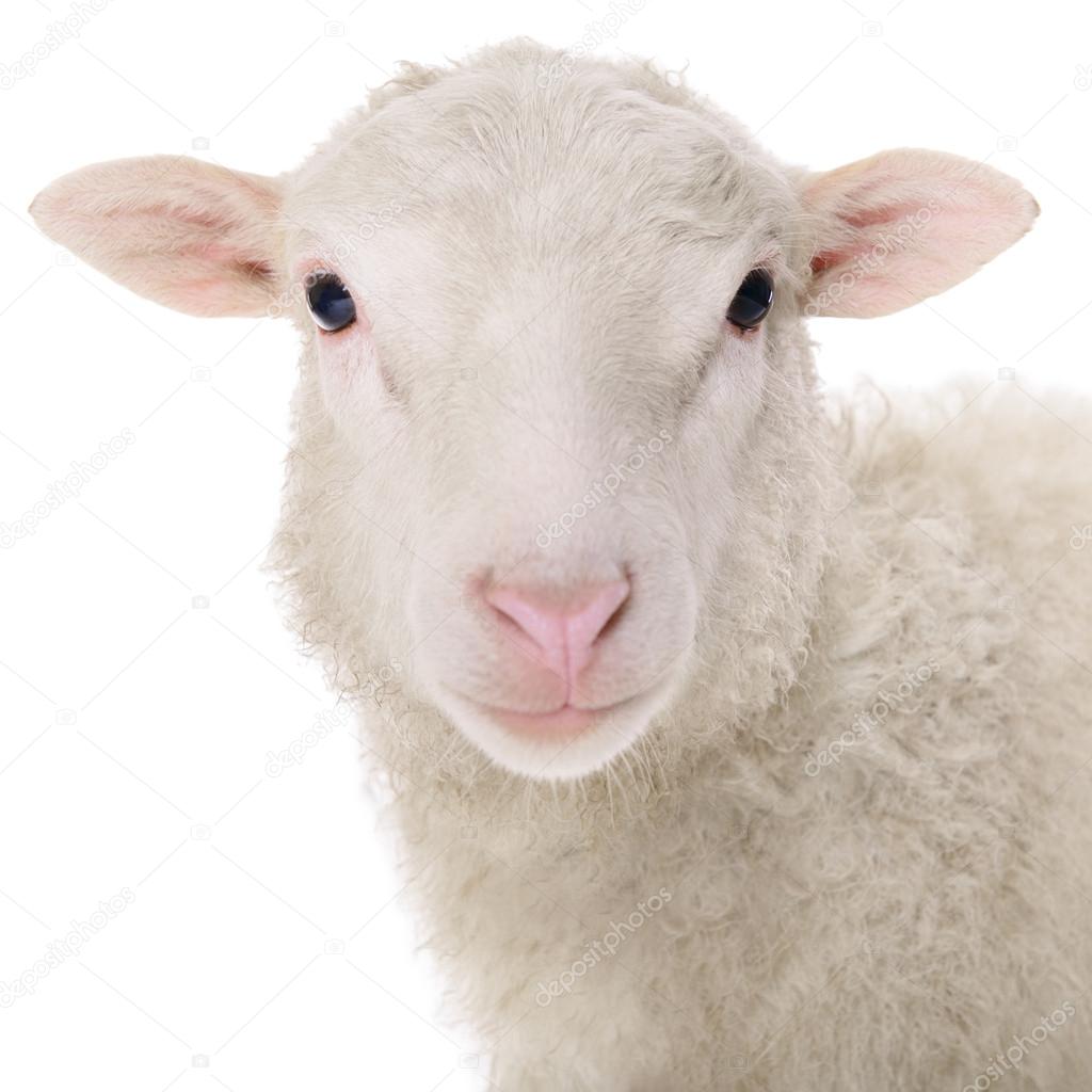 羊写真素材 ロイヤリティフリー羊画像 Depositphotos