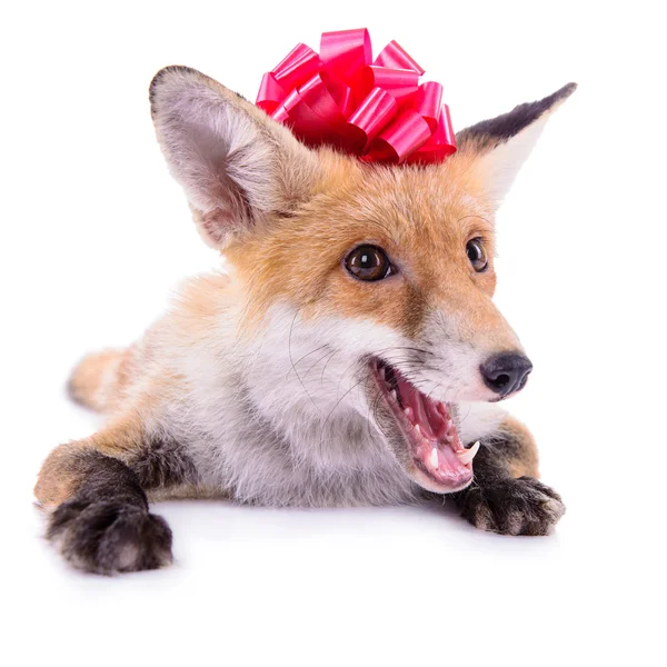 Red fox s lukem — Stock fotografie