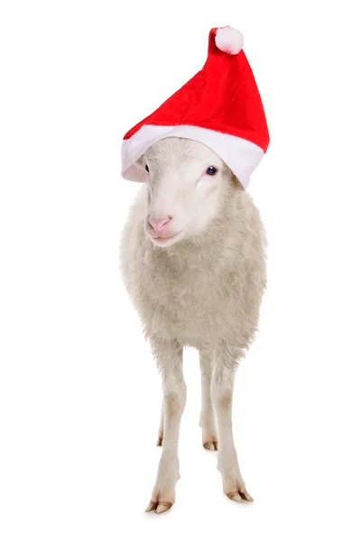 Moutons en vêtements de Noël — Photo