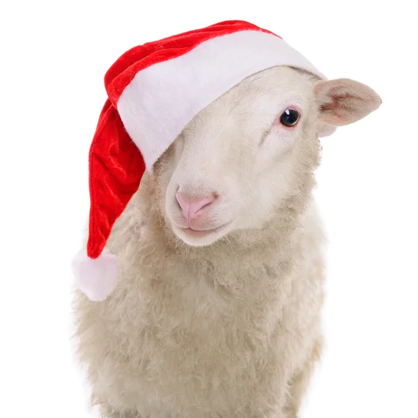 Pecora in abiti natalizi — Foto Stock