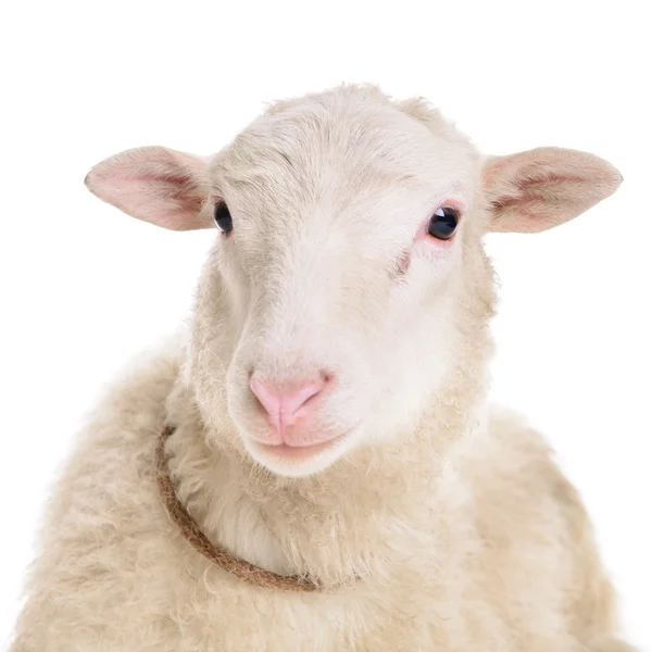 Schapen geïsoleerd op wit — Stockfoto