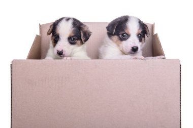 puppies mestizo in box clipart