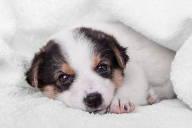 little puppy crossbreed clipart