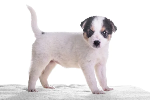 Little puppy crossbreed — Stock Photo, Image