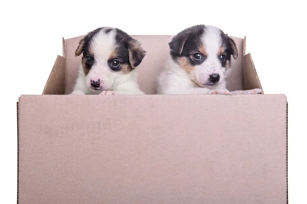 Puppies mestizo in box — Stock Photo, Image
