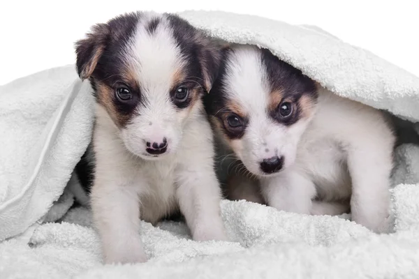 Puppies mestizo in deken — Stockfoto